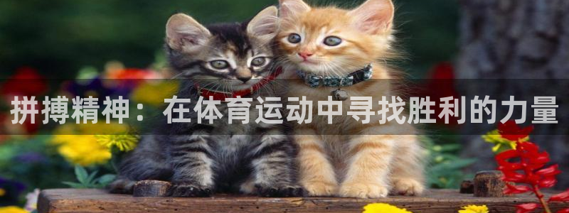 杏运体育4